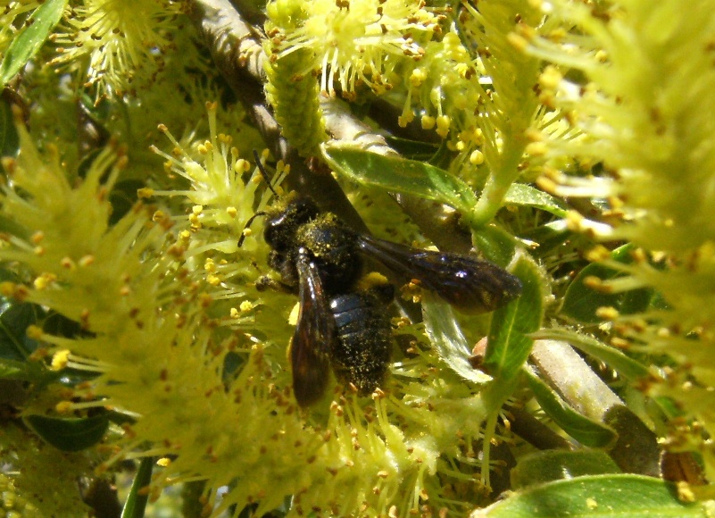 Imenottero nero di media grandezza: Andrena cfr morio